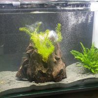 Maidenhead Aquatics Peterborough Dobbies ico