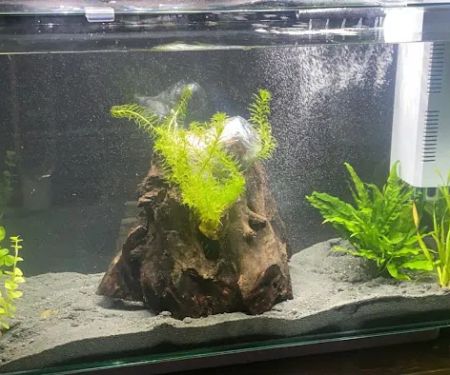 Maidenhead Aquatics Peterborough Dobbies