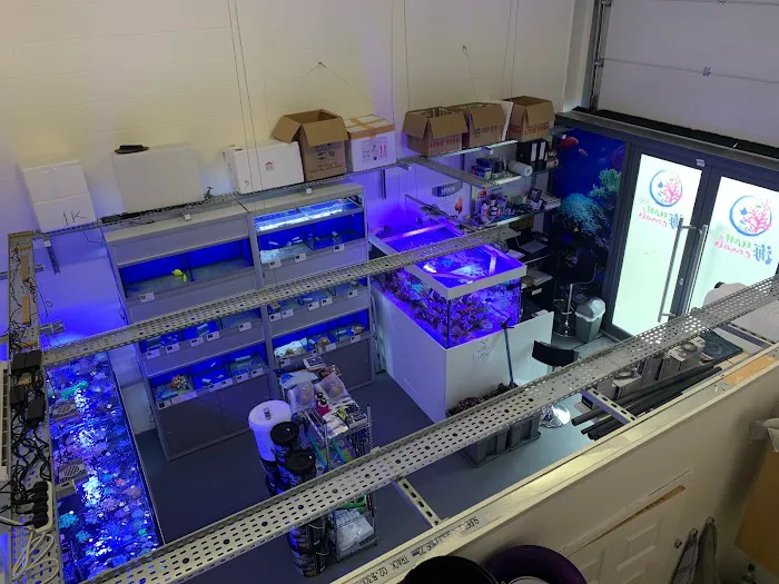 Umi Corals Ltd Picture 1