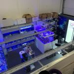 Umi Corals Ltd