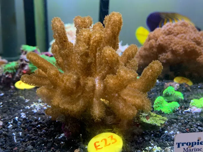 Umi Corals Ltd Picture 2