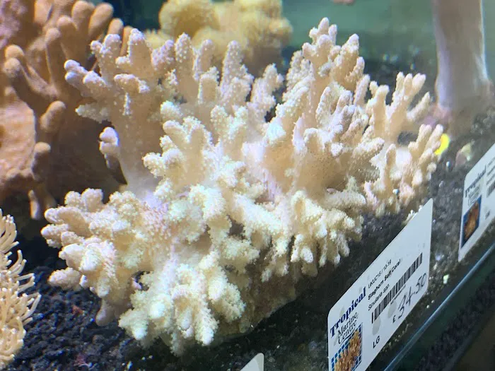 Umi Corals Ltd Picture 6