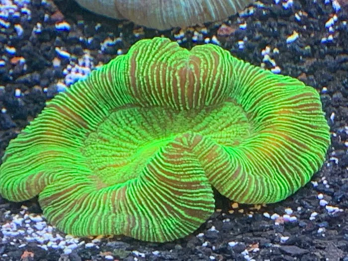 Umi Corals Ltd Picture 4
