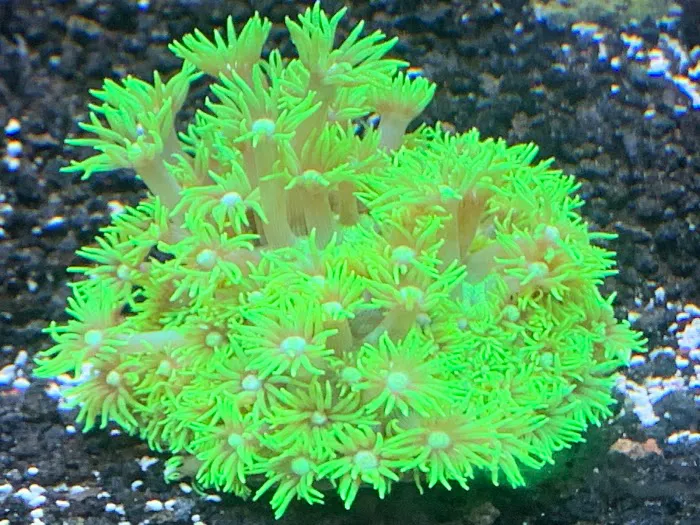 Umi Corals Ltd Picture 8