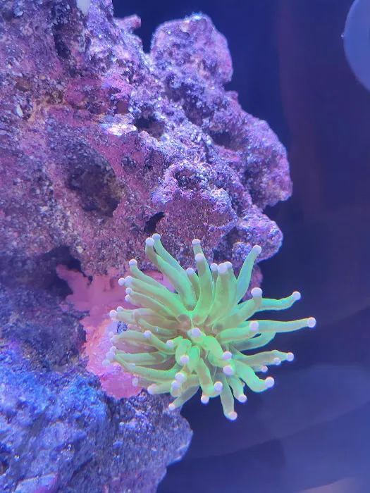 Umi Corals Ltd Picture 9