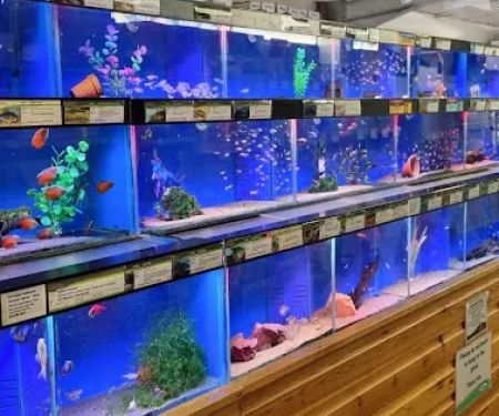 Kirby Bellars Fisheries - Koi