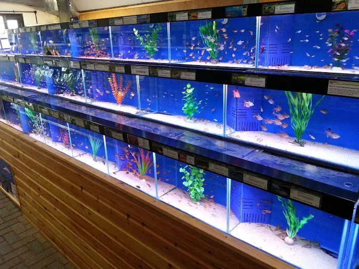 Kirby Bellars Fisheries - Koi Picture 9