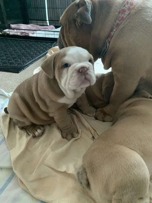 J Krumina Veterinary Picture 2
