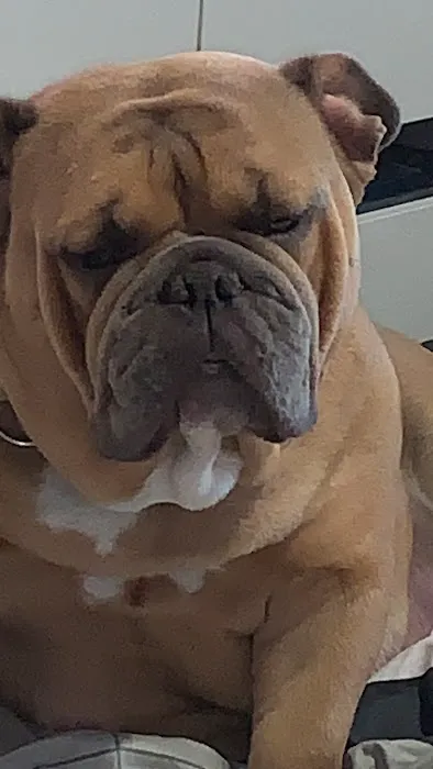 J Krumina Veterinary Picture 8