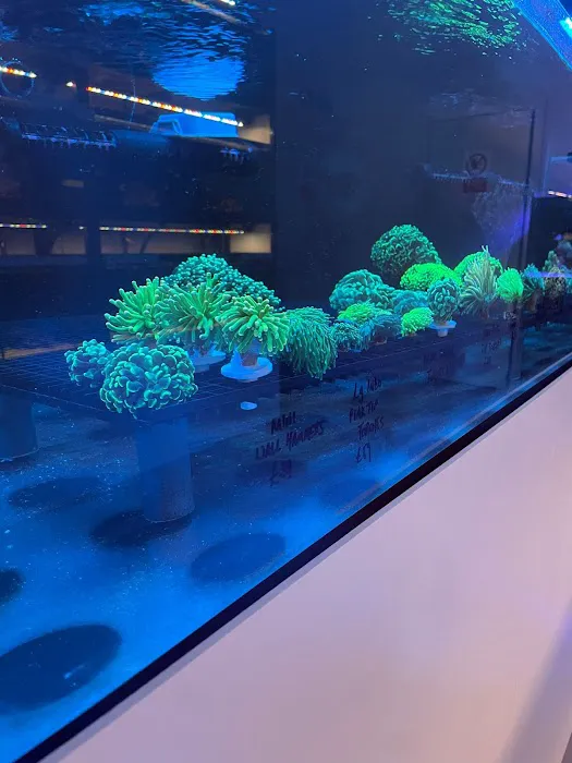 Yorkshire Reefs Picture 2