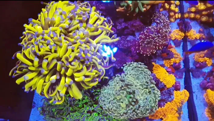 Yorkshire Reefs Picture 8