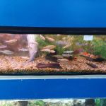 Norton Aquaria