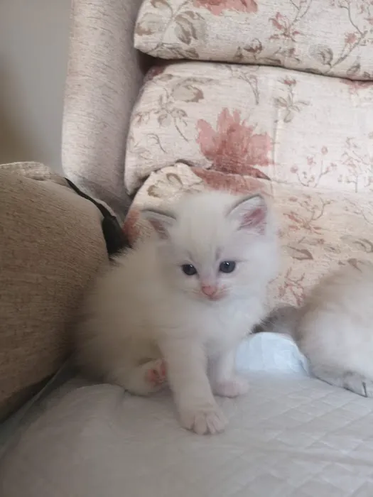 Pets at Home Corby Picture 2