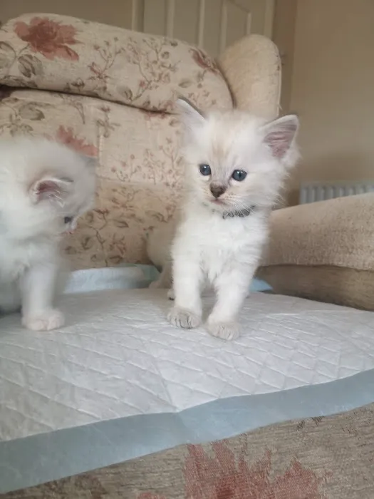 Pets at Home Corby Picture 4