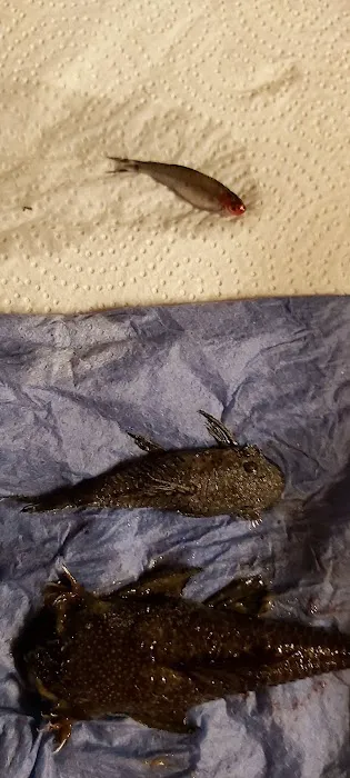 Pets at Home Corby Picture 5