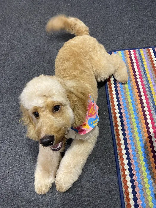 Pets at Home Corby Picture 10
