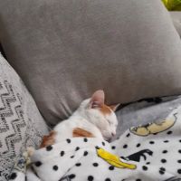 The Pet Vet ico