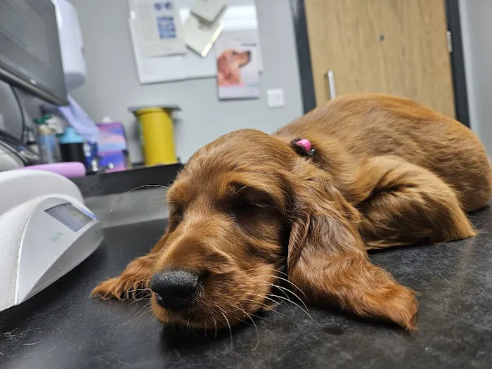 The Pet Vet Picture 10