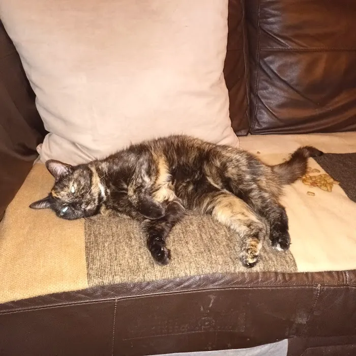 Vets4Pets - Rotherham Parkgate Picture 6