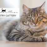 Magna Mews Country Cattery