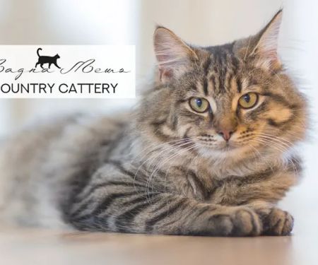 Magna Mews Country Cattery