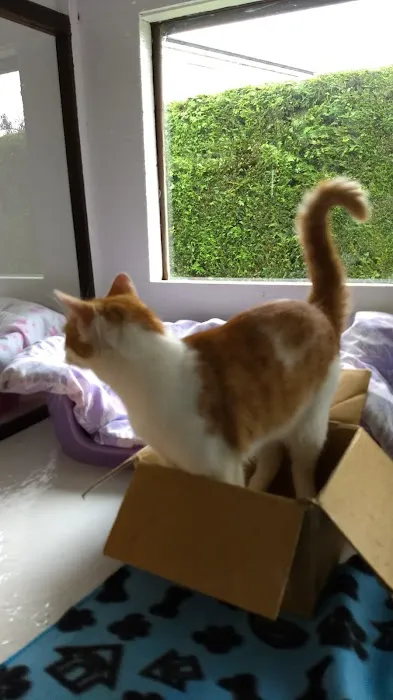 Magna Mews Country Cattery Picture 5