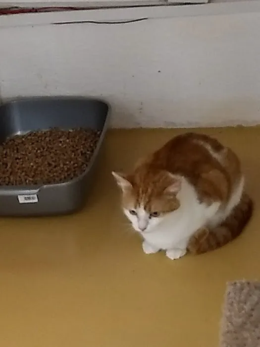 Magna Mews Country Cattery Picture 2