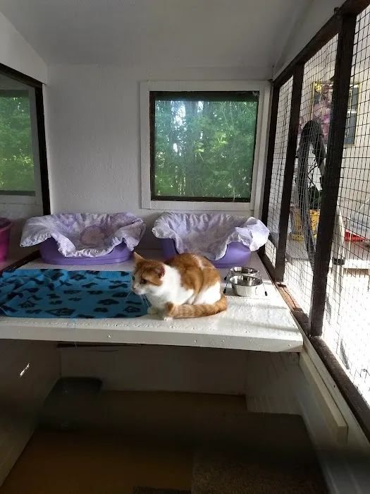 Magna Mews Country Cattery Picture 4