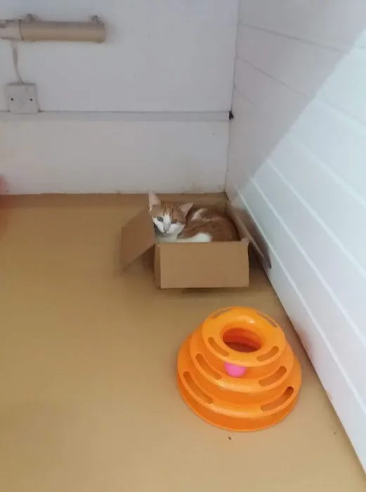 Magna Mews Country Cattery Picture 7