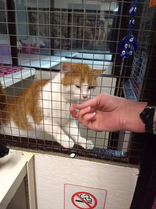 Magna Mews Country Cattery Picture 6