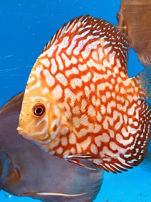 Sustainable Aquatics Picture 2