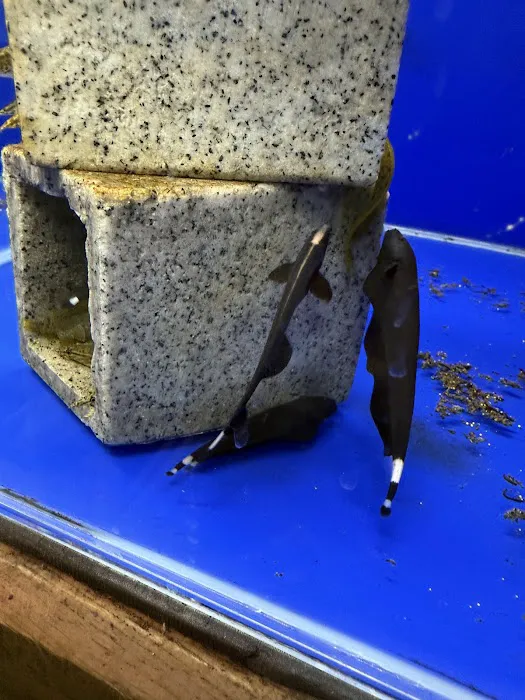 Sustainable Aquatics Picture 9