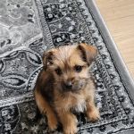 Medivet Wath - Arncliffe Veterinary Centre