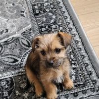 Medivet Wath - Arncliffe Veterinary Centre ico