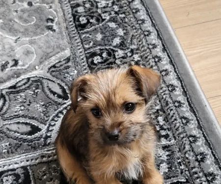 Medivet Wath - Arncliffe Veterinary Centre