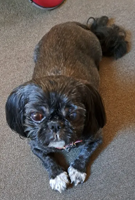 Medivet Wath - Arncliffe Veterinary Centre Picture 6