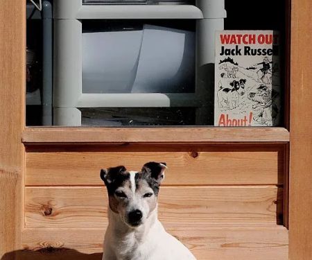 Springfield Veterinary Group - Wickersley