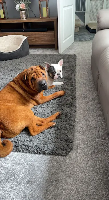 Pets at Home Rotherham Picture 5