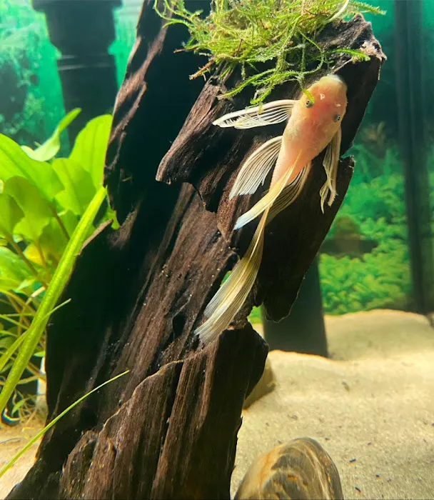 AK - Quatics Picture 6