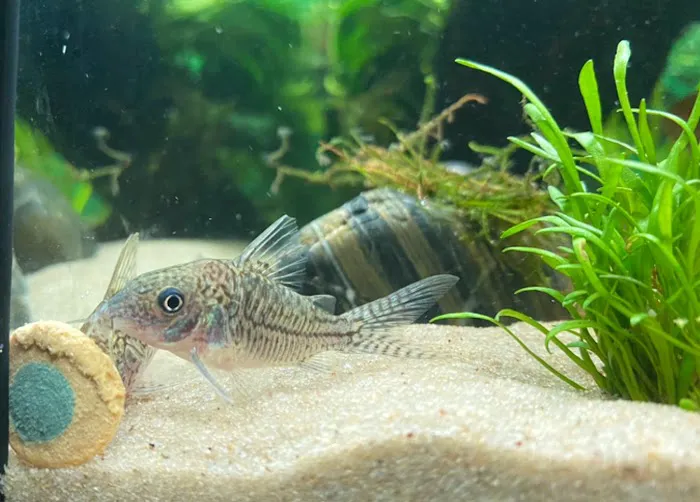 AK - Quatics Picture 5