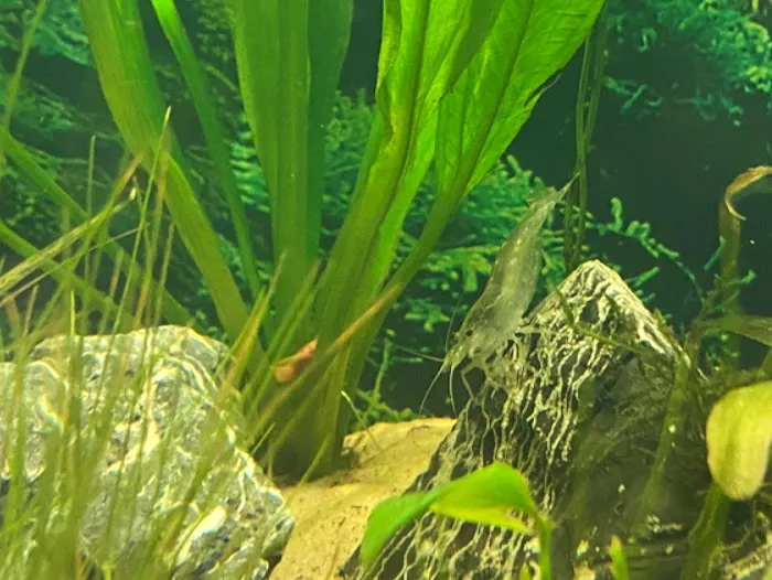 AK - Quatics Picture 4