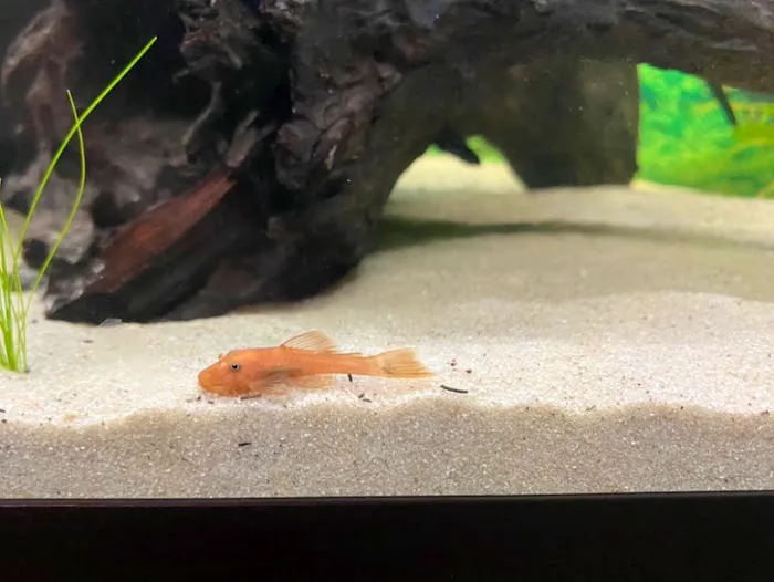 AK - Quatics Picture 7