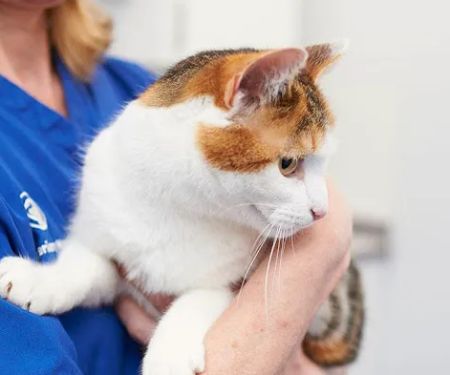 MiNightVet Rotherham