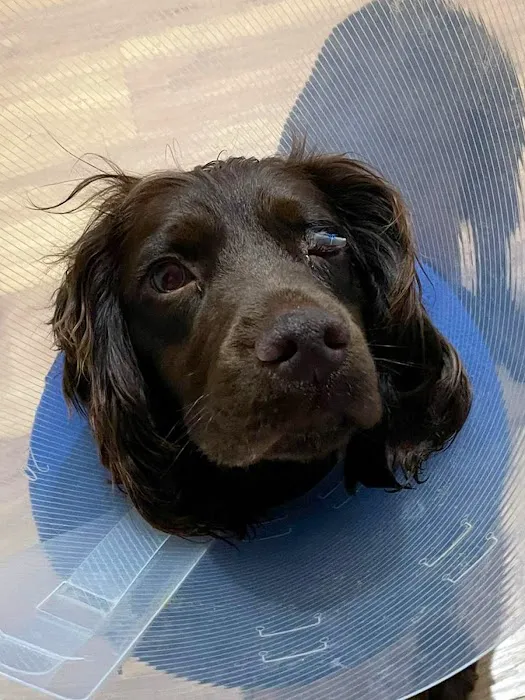 Vets for Pets Rotherham Picture 3