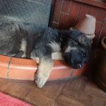 Acacia Lodge Cattery