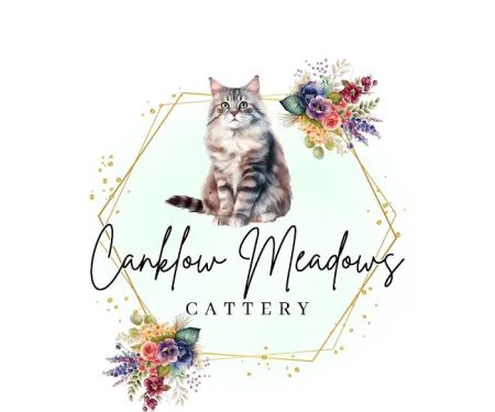 Canklow Meadows Cattery