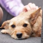 Ashfield Veterinary Group - Halifax