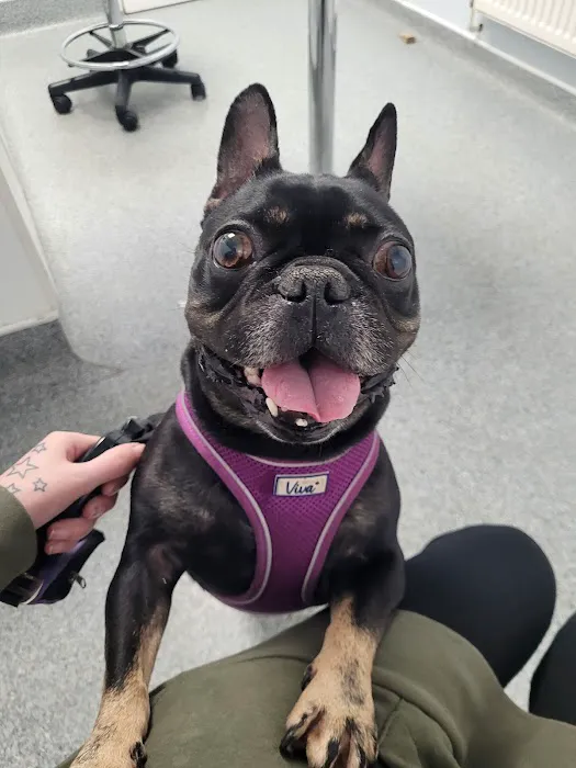 Vets for Pets Halifax Picture 1