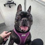 Vets for Pets Halifax