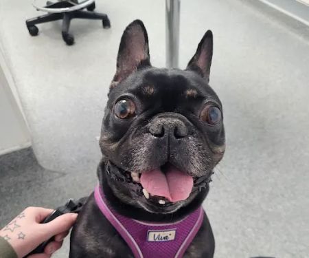 Vets for Pets Halifax